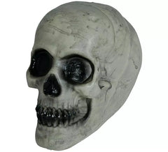 Schädel 20 cm