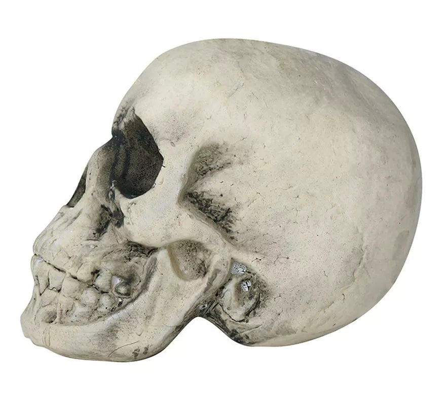Translation missing: de.Calavera Amarillenta 17 cm