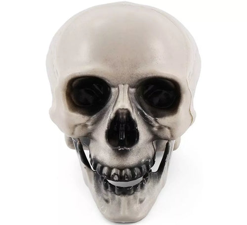 Calavera con Mandíbula con Movimiento