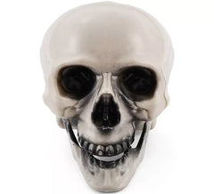 Totenkopf mit beweglichem Kiefer