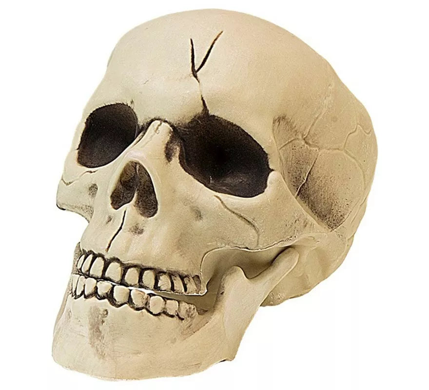 Translation missing: de.Calavera con Mandíbula y Movimiento de Plástico de 21 cm