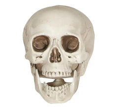 20cm Totenkopf