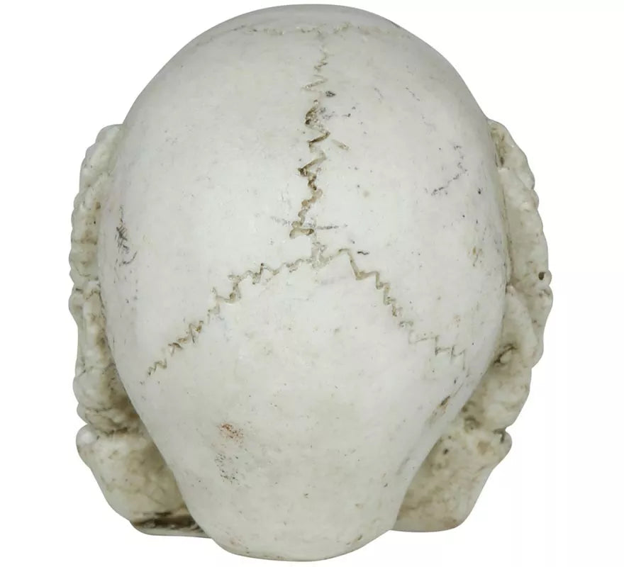 Translation missing: de.Calavera de Resina de 6 cm