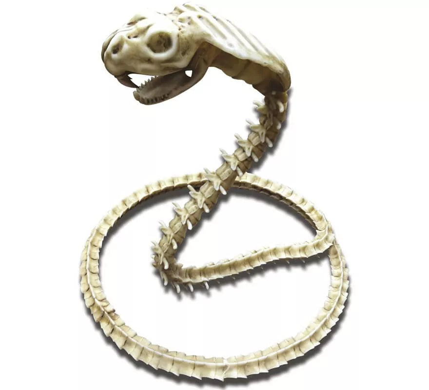 Translation missing: de.Cobra Esqueleto de 50 cm