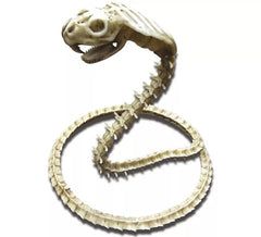 50 cm Skeleton Cobra