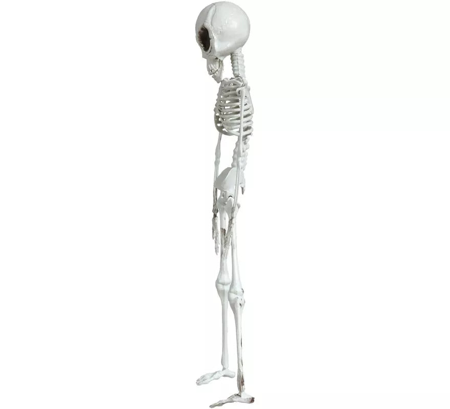 Translation missing: de.Colgante Esqueleto Alienígena 42 cm