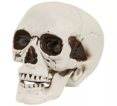Schädel oder Schädel mit beweglichem Kiefer von 28 cm