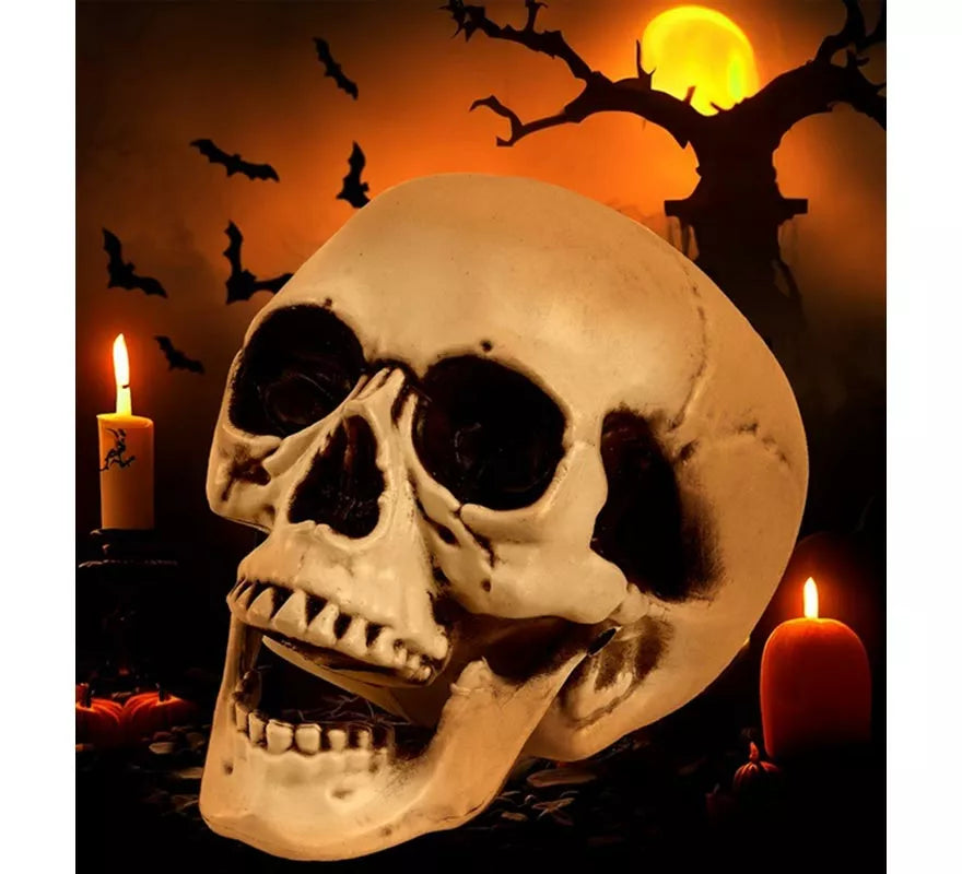 Cráneo o Calavera con Mandíbula Móvil de 28 cm