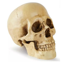 Totenkopf oder Calavera zur Dekoration 17x13x19 cm