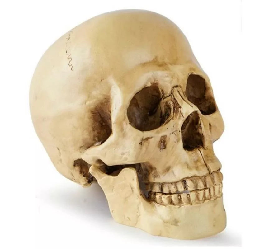 Translation missing: de.Cráneo o Calavera para decoración de 17x13x19 cm