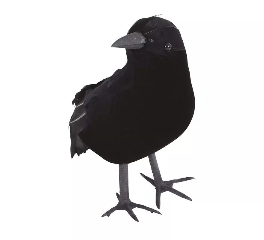 Cuervo Negro 25 cm