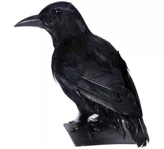 Schwarzer Rabe 30 cm