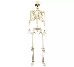 Skelett 160 cm