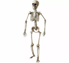 Gelenkskelett von 160 cm