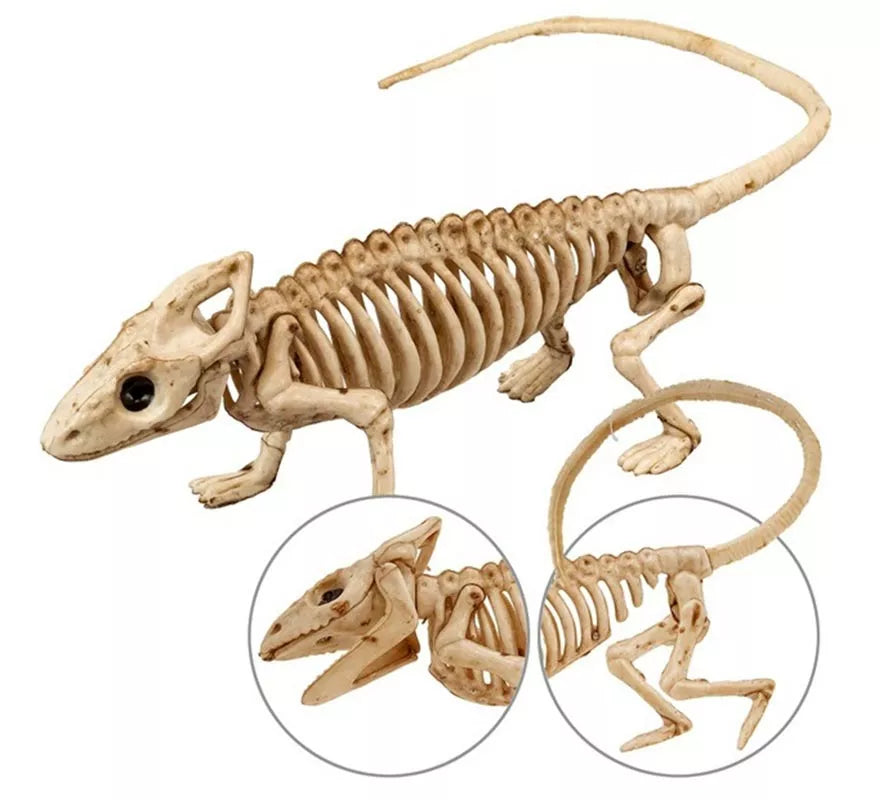 Translation missing: de.Esqueleto de Iguana 43 cm