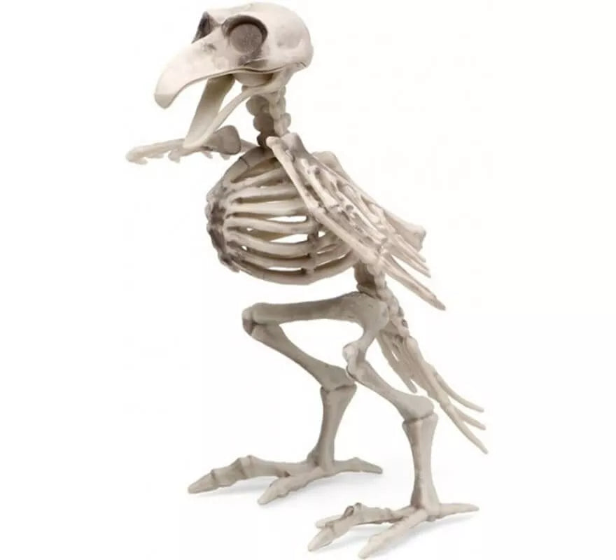 Translation missing: de.Esqueleto de Pájaro de 19x12 cm