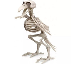 19x12 cm Vogelskelett