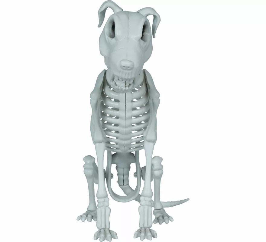 Esqueleto de Perro de 38 cm