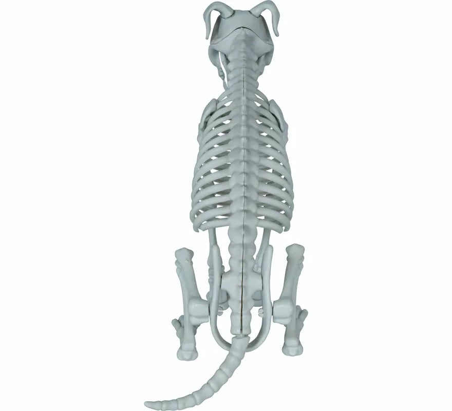 Esqueleto de Perro de 38 cm
