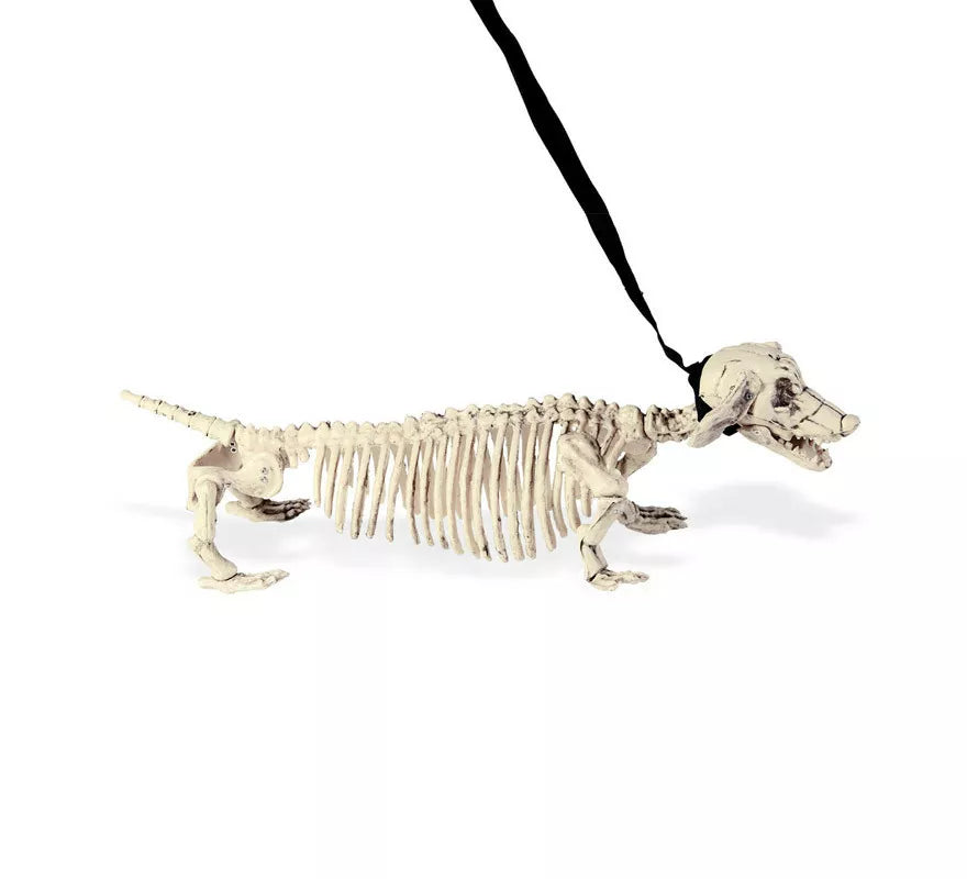 Translation missing: de.Esqueleto de Perro Salchicha con Correa de 55 cm