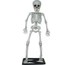55 cm großes stehendes Skelett