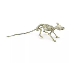 Langschwanzratte Skelett 36 cm