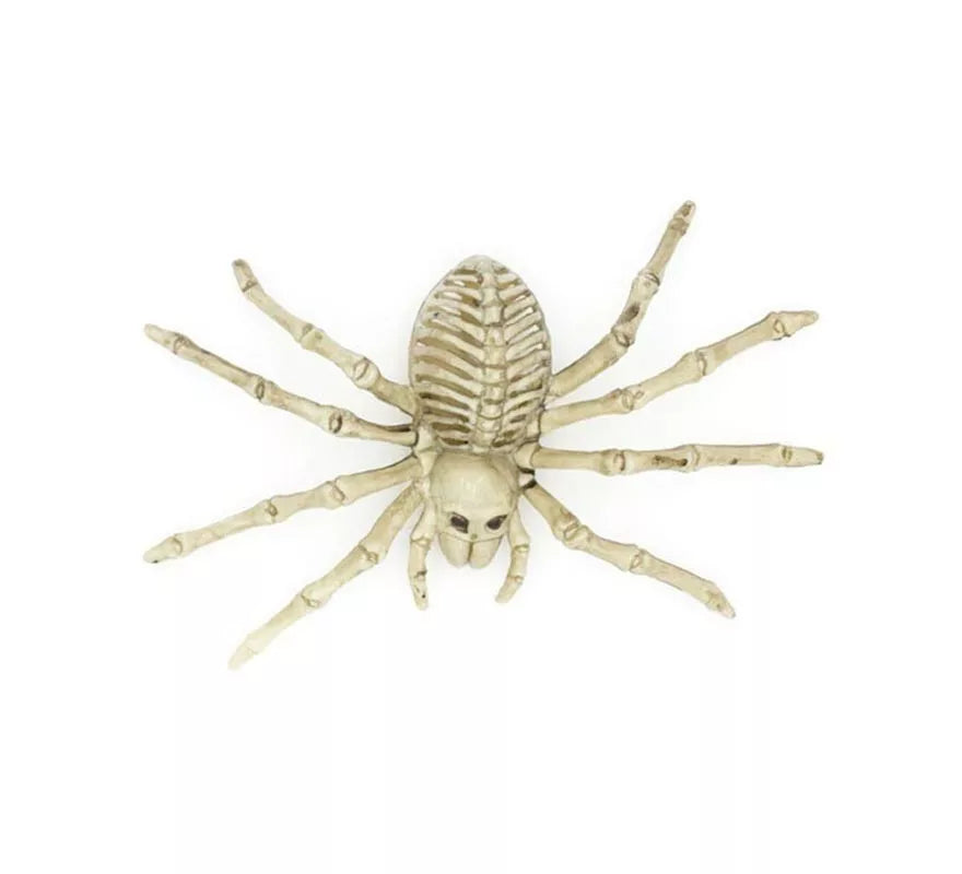 Translation missing: de.Esqueleto de Tarántula beige