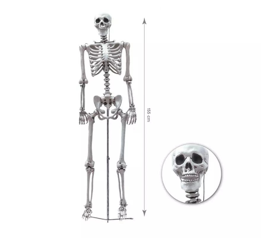 Translation missing: de.Esqueleto Humano completo de 155 cm