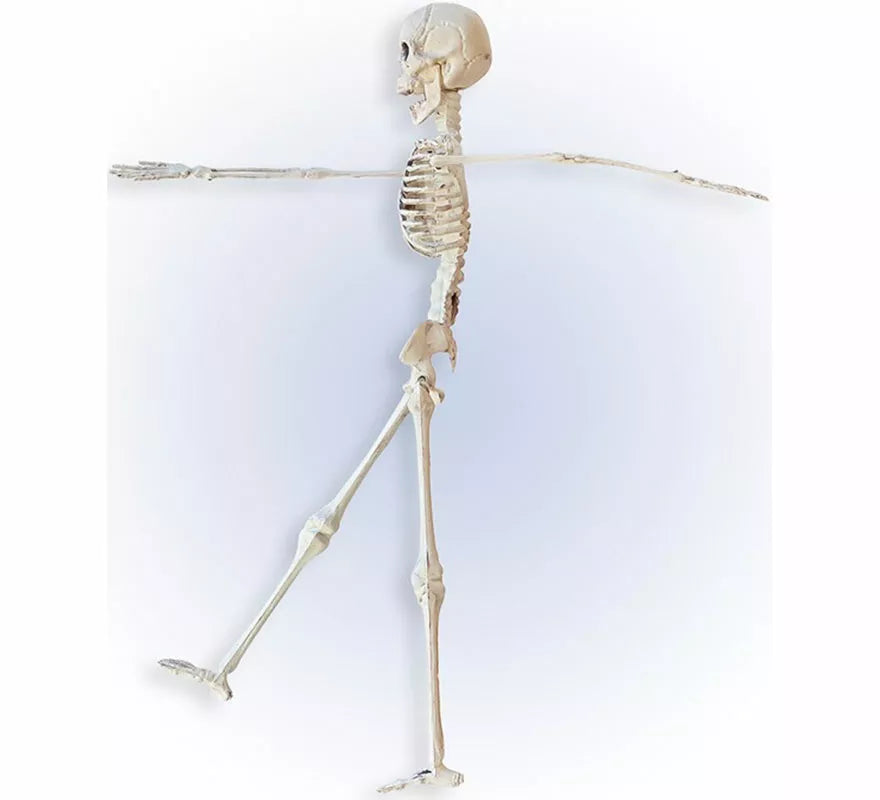 Translation missing: de.Esqueleto Posable de 40 cm