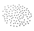Pack de 100 Arañas de 1,5x2 cm