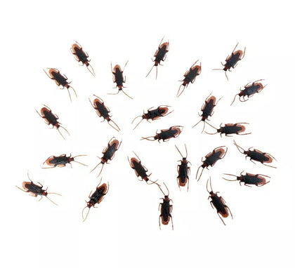Pack de 24 Cucarachas de 7x2 cm