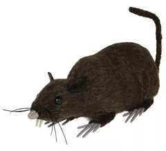 15 cm große Wanderratte