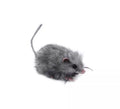 Ratón peludo gris de 13 cm