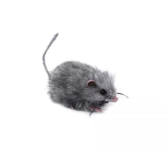 13 cm große graue Pelzmaus
